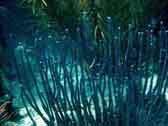 coral scene photo
