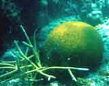 brain coral and staghorn coral photo