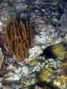 coral scene picture