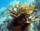 elkhorn coral photo
