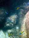 fish scene picture