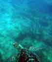 hawksbill turtle picture