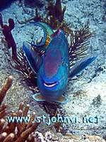 st john virgin islands photo and underwater gallery